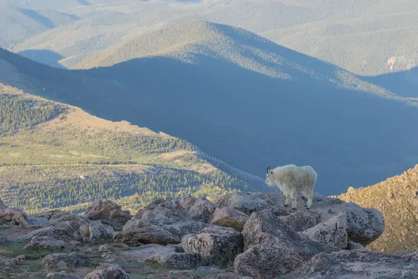 İçinde Alp dağ keçisi