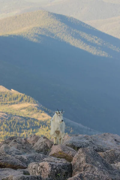 Bergziege steht — Stockfoto