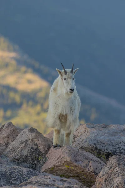 Mountain Goat Standing — Stock Photo, Image