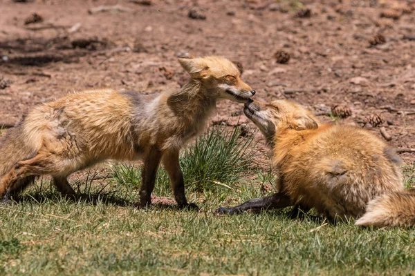Rode vossen spelen — Stockfoto