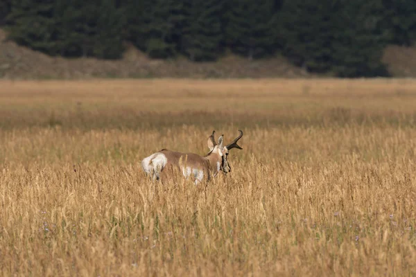 Pronghorn antilope Buck — Stockfoto