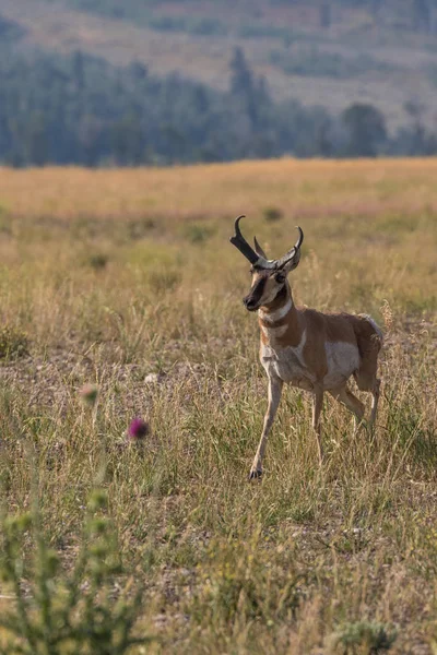 Pronghorn antielope buck — Photo