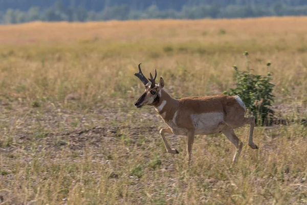 Pronghorn antilope Buck — Stockfoto