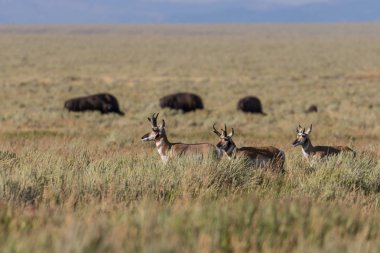 pronghorn antilop dolar