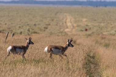 pronghorn antilop dolar