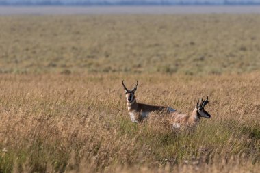 pronghorn antilop dolar
