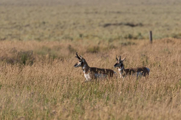 Pronghorn antielope bucks — Photo