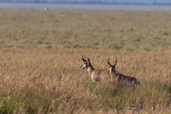 pronghorn antilop dolar