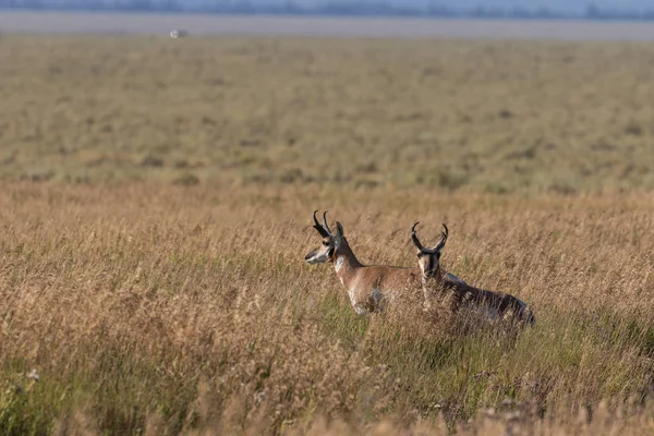 Vidloroh americký antilopa dolarů — Stock fotografie