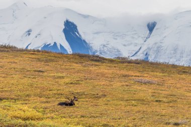 Alaska boğa geyik kadife