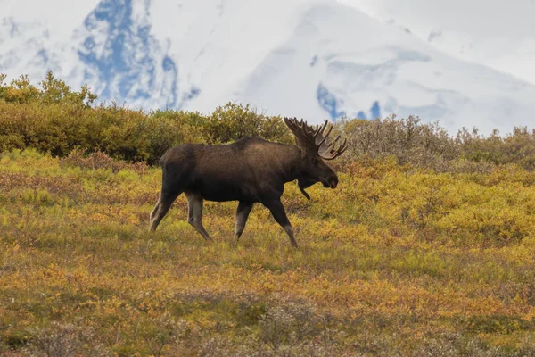 Alaska Bull Moose in Velvet — Stock Photo, Image