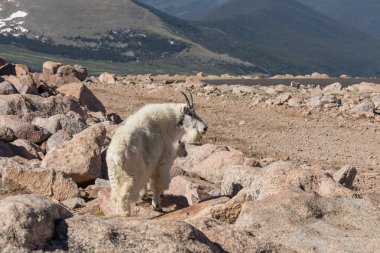 dağ keçisi dadı ve çocuk