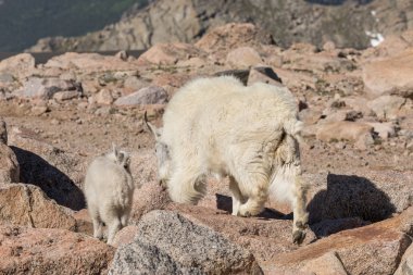 dağ keçisi dadı ve çocuk