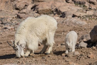 dağ keçisi dadı ve çocuk