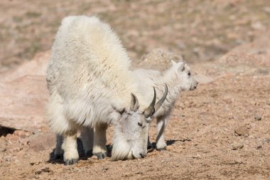 dağ keçisi dadı ve çocuk