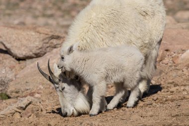 dağ keçisi dadı ve çocuk