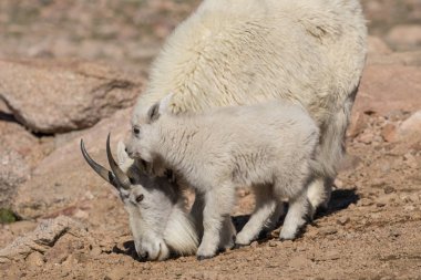dağ keçisi dadı ve çocuk