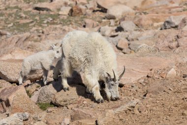 dağ keçisi dadı ve çocuk