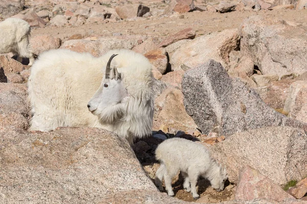 Bergsgeten barnflicka och kid — Stockfoto