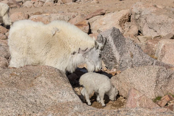 Mountain Goat Babá e Kid — Fotografia de Stock