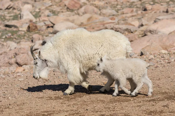 Mountain Goat Babá e Kid — Fotografia de Stock