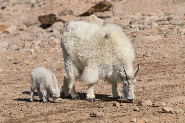 Mountain Goat Babá e Kid — Fotografia de Stock