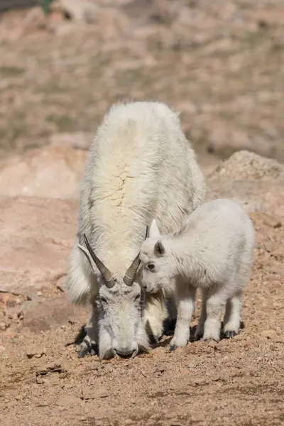 山ヤギの乳母と子供 — ストック写真