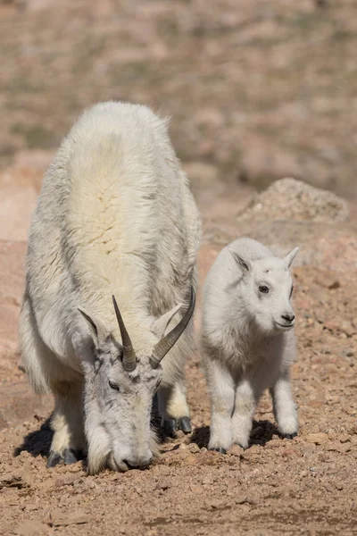 山羊保姆和孩子 — 图库照片