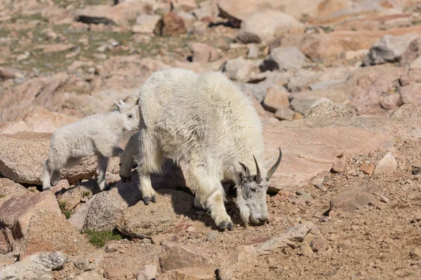 dağ keçisi dadı ve çocuk