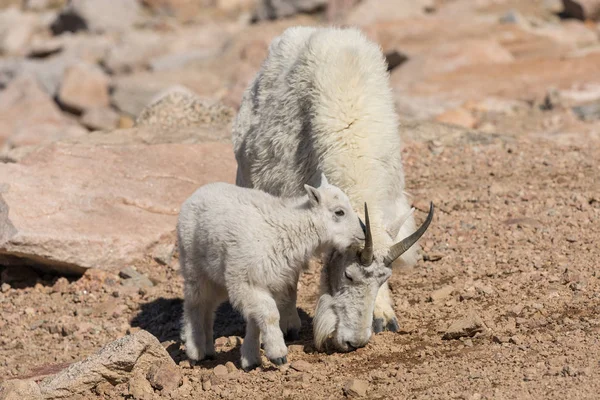 Mountain Goat Babá e Kid — Fotografia de Stock