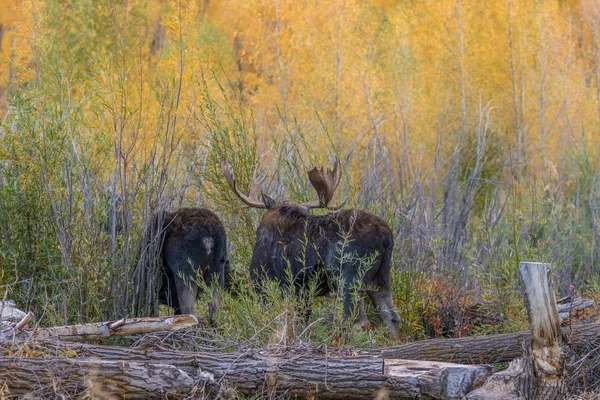 Alce de toro y vaca en la rutina de otoño —  Fotos de Stock