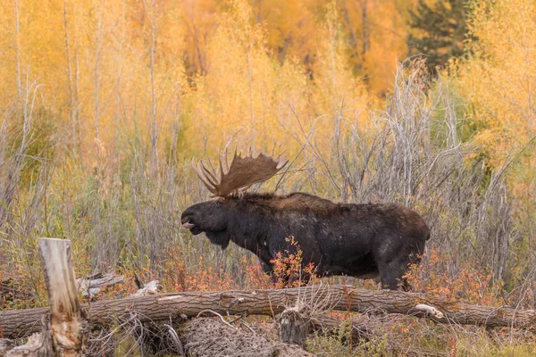 Bull Moose in sleur — Stockfoto