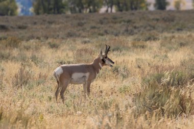 Boynuzlu antilop Buck