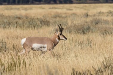 Boynuzlu antilop Buck