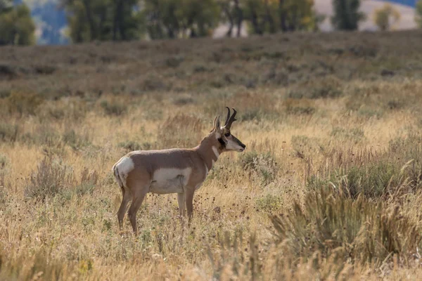 Boynuzlu antilop Buck