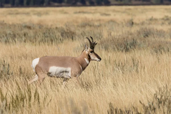 Boynuzlu antilop Buck