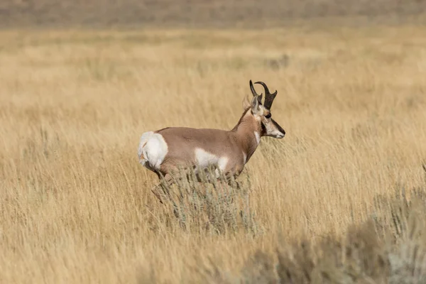 Boynuzlu antilop Buck
