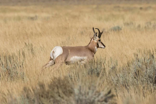 Pronghorn antilope buck — Foto Stock