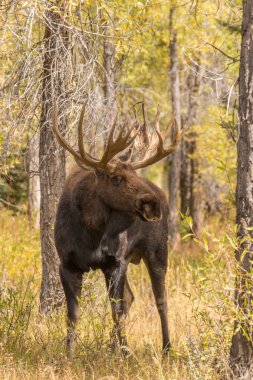 Kötü durumda olan tek boğa geyiği