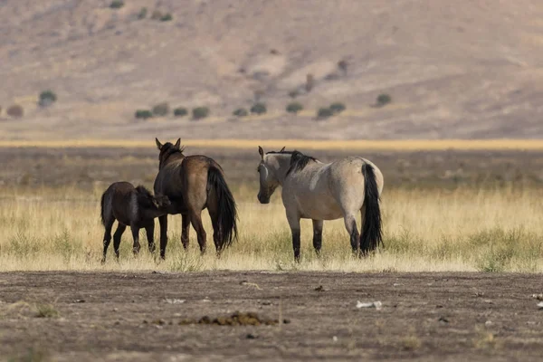 Herd of Wild Horses — Stock Photo, Image