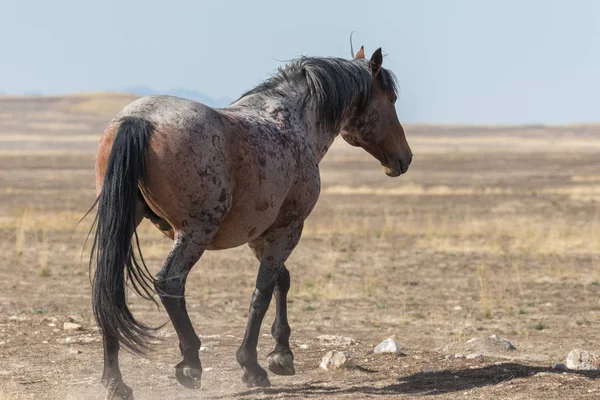 Vildhäst i öknen — Stockfoto