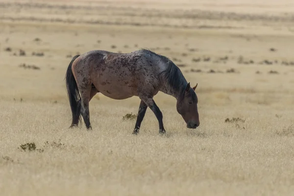 Дикая лошадь в пустыне — стоковое фото