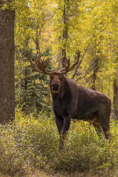 Alce del toro en otoño —  Fotos de Stock