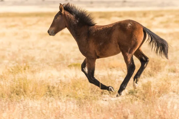 Wild Horse in the Desert