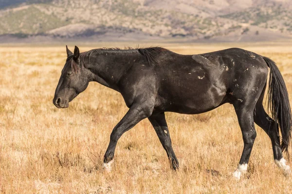 Cavalo selvagem no deserto — Fotografia de Stock