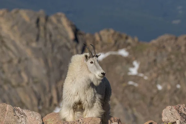 Chèvre de montagne royale — Photo