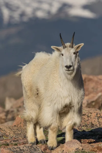 Capra di montagna regale — Foto Stock