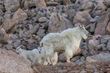 Dağ keçisi dadı ve Her genç
