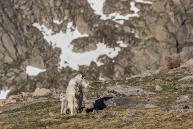 Dağ keçisi dadı ve Her genç