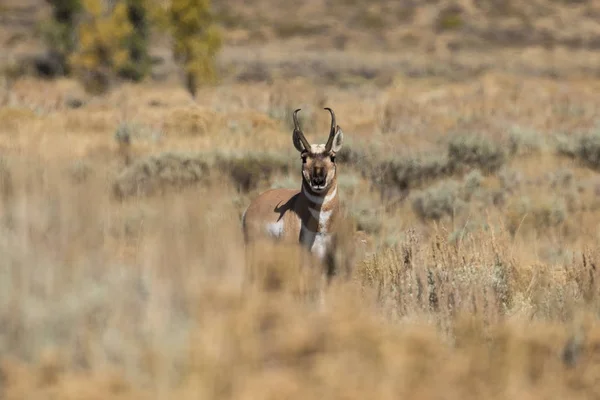 Pronghorn antilope buck — Foto Stock